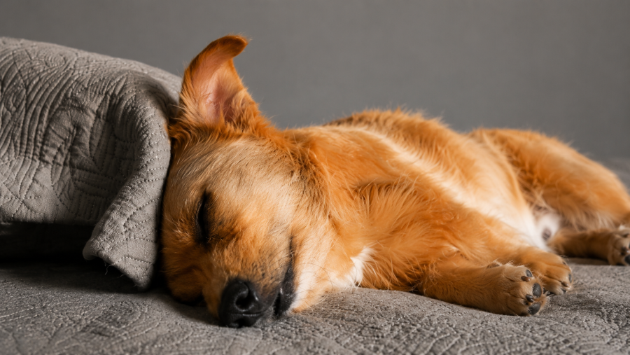 Frio exige atenção: saiba onde os cães devem dormir para ficarem protegidos no inverno